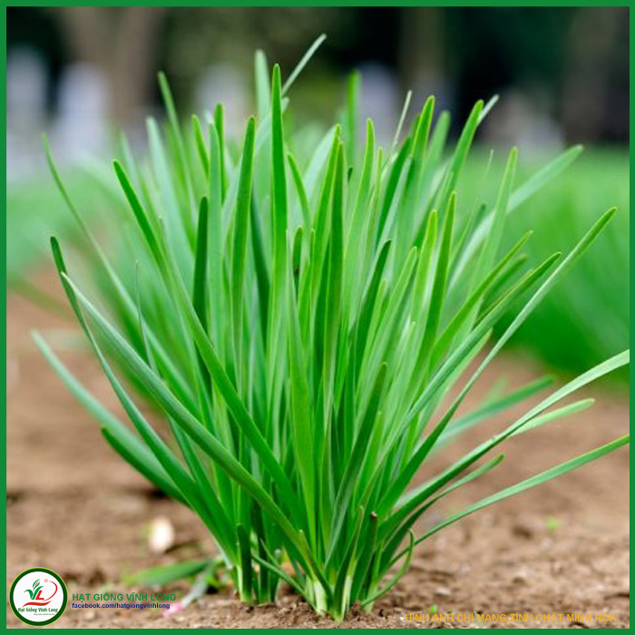 Hạt giống hẹ lá duyên hải tn 174 - 2g, hiệu trang nông chất lượng, nảy mầm cao
