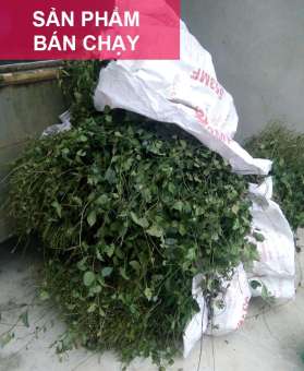 Chè vằng lợi sữa