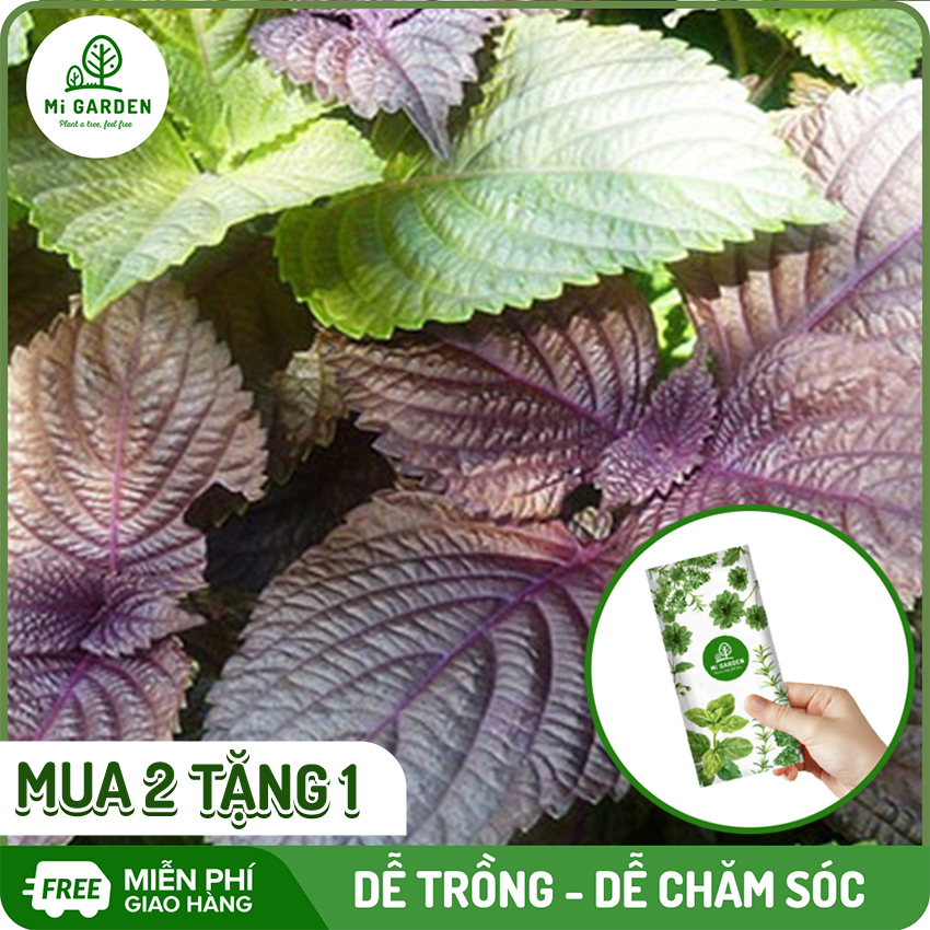 [MUA 2 TẶNG 1] Hạt giống Rau Tía tô Mi Garden, hạt giống dễ trồng, dễ chăm sóc, tỉ lệ nảy mầm cao, túi 2G