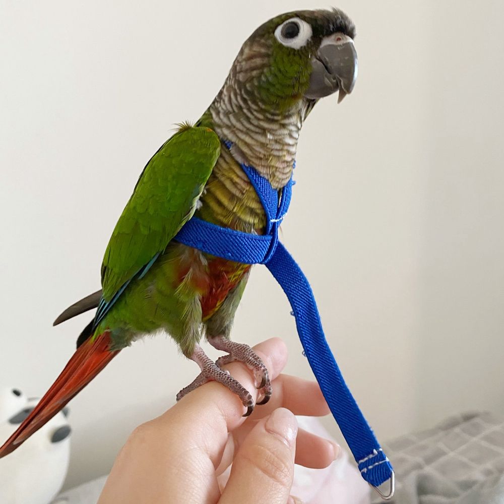 bird leashes for sale