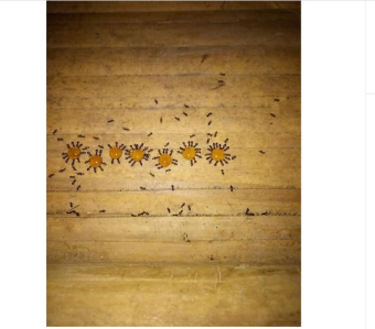 Thuốc Diệt Kiến Sinh Học Thuốc Diệt Kiến Tận Gốc Hiệu Quả