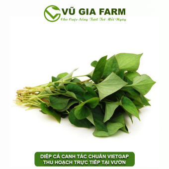 VG FARM Rau Diếp Cá Đà Lạt Lâm Đồng
