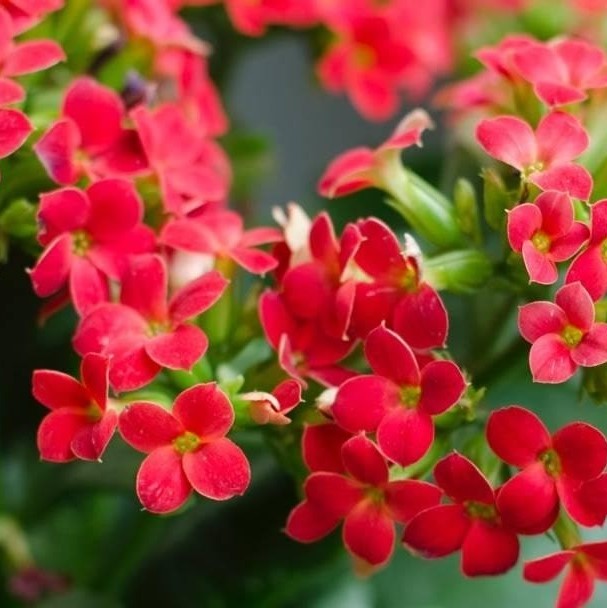 SỐNG ĐỜI  HOA ĐỎ