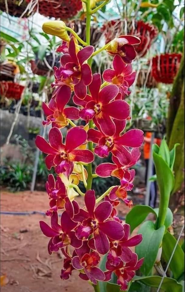 Hoa lan đỏ măng cụt