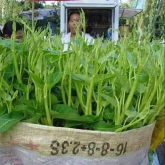 Rau Muống Chum Siêu Ngọn (Gói lẻ 10Gram)