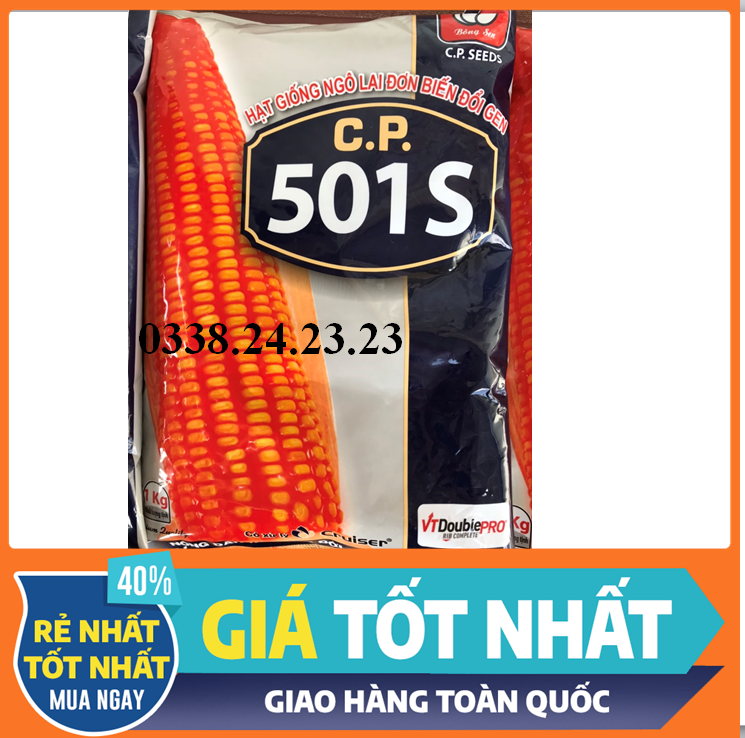 Hạt giống ngô kháng sâu 501s- bắp siêu to, cây khỏe kháng sâu đục thân, đục bắp, sâu khoang, chống chịu thuốc trừ cỏ Glyphosate- bắp biến đổi gen, công ty Cp( bắp 888 cũ)