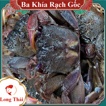 1KG MẮM BA KHÍA NGUYÊN CON ĐẶC SẢN RẠCH GỐC BẠC LIÊU - Long Thái
