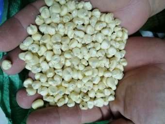 BẮP NẾP HẠT 2KG ( NGÔ NẾP)