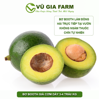 VG FARM Bơ 034/ Bơ Booth Lâm Đồng - Trái già hái trực tiếp tại vườn không lo hoá chất - Cơm vàng, sáp dẻo