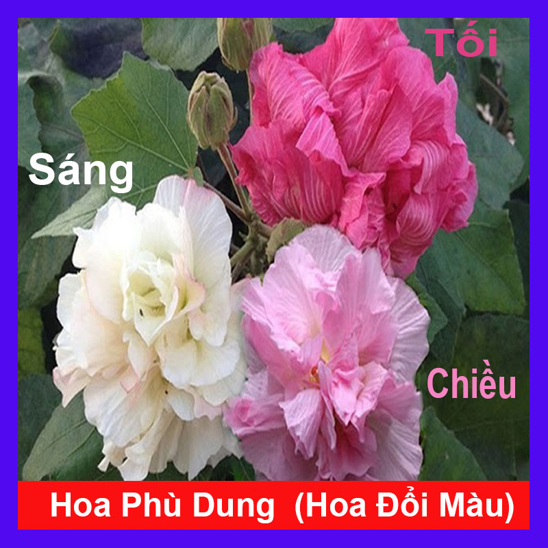 Cây Giống Hoa Phù Dung - cây cảnh trong nhà