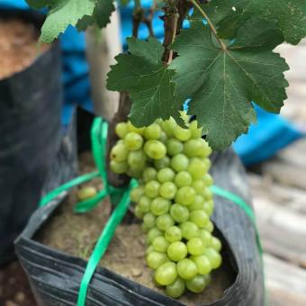 Cây Nho Lùn Pháp ( Cây ghép nhanh ra quả nhất )