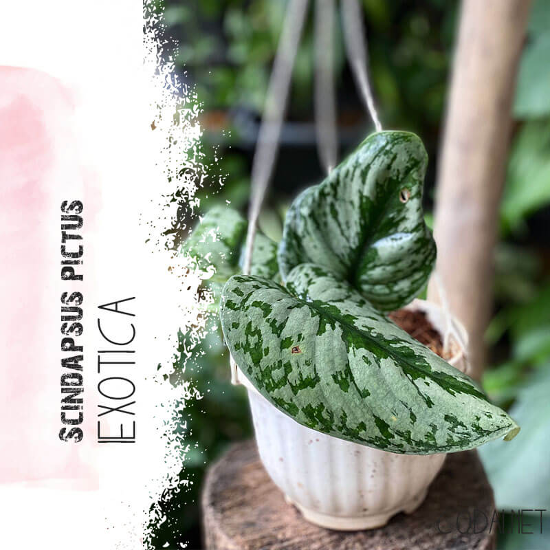Cây Scindapsus pictus Exotica chậu treo bí ngô 10cm