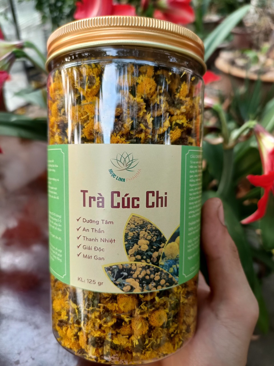 Trà cúc chi to 125g/1 hộp cúc chi ngọc linh , cúc chi tiến vua