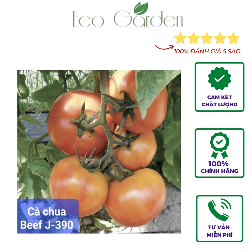 Hạt giống Cà chua Beef J390 kháng bệnh dễ trồng nhập Mỹ - Johnny's Seeds