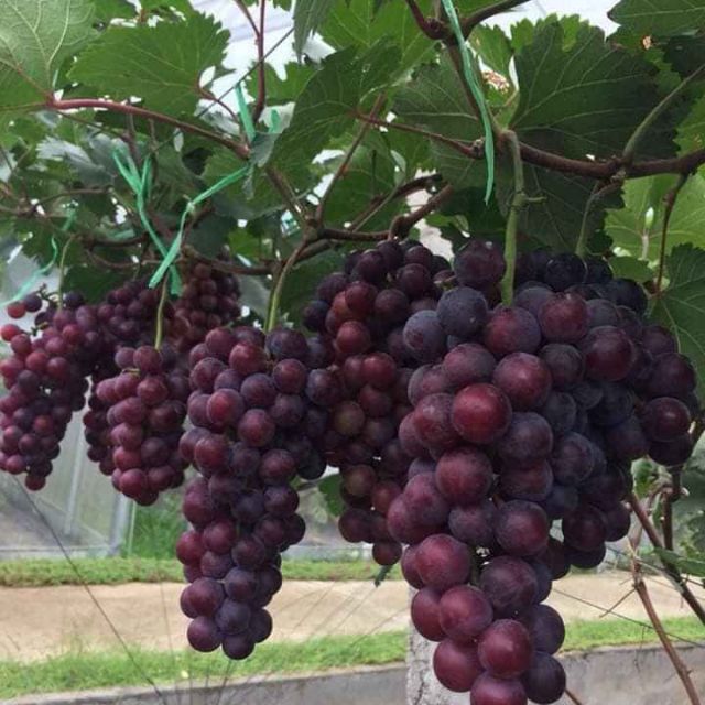 NHO HẠ ĐEN KHÔNG HẠT CÂY NHO GIỐNG MỚI GIỐNG NHO LÙN NHIỀU QUẢ CÂY GIỐNG CHẤT LƯỢNG CAO