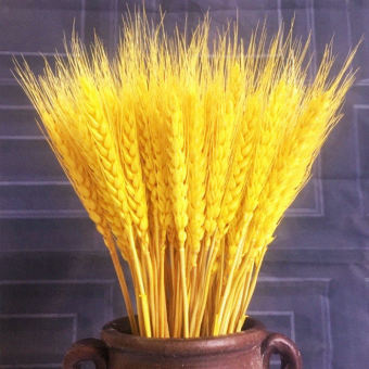 Bó bông lúa tài lộc trang trí nhà cửa 100 cây, 100 cành bông lúa mạch khô giá trang trí nhà cửa Tết, bông lúa mạch vàng BAO ĐẸP