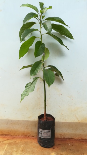 Cây giống bơ 034