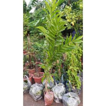 Cây leo móng rồng cao 1,5 m trồng xuống ra hoa kèm quà đặc biệt