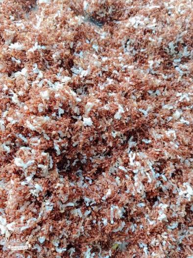 Bò khô một nắng Krong Pa Gia Lai