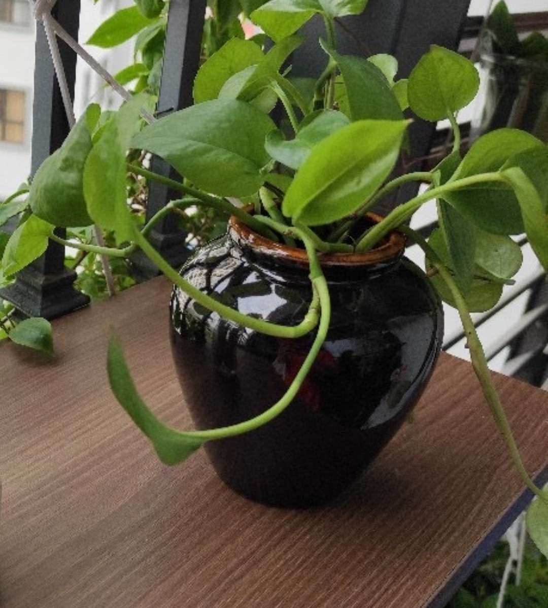 Chậu sứ trồng cây thủy canh MÀU NÂU - Chum sứ trồng cây, lọ cắm hoa
