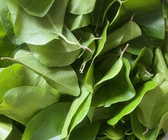 Lá sương sâm trơn trồng thuận tự nhiên (100gr)