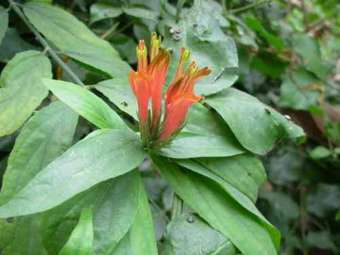 Cây xương khỉ + cây mảng cộng + cây bìm bịp