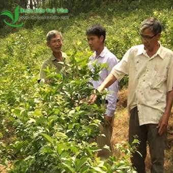 Cây Xạ Đen Hòa Bình