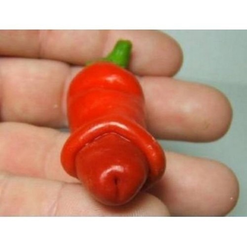 Hạt giống Ớt peter tặng kèm kích mầm