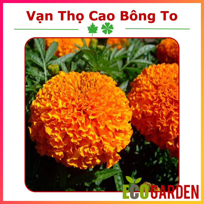 Hạt giống vạn thọ cao bông to đỏ cam ấn độ
