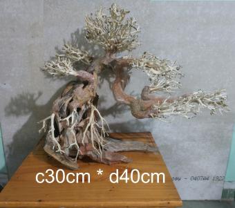 Lũa Bonsai Thủy Sinh