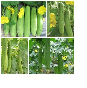 Hạt giống đậu rồng cao sản giòn, ngọt 20gr