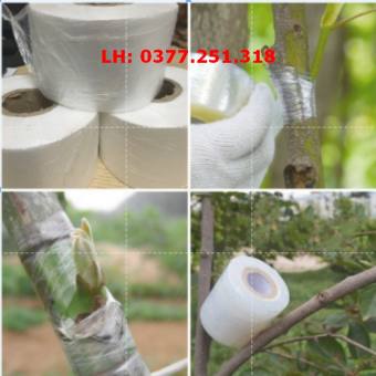 Giấy Ghép Cây Tự Hủy Rộng 5cm Dài 1000m BĂNG KEO GHÉP CÂY TỰ HUỶ GIÚP BẢO VỆ MỐI GHÉP BĂNG GHÉP CÂY, MÀNG GHÉP CÂ