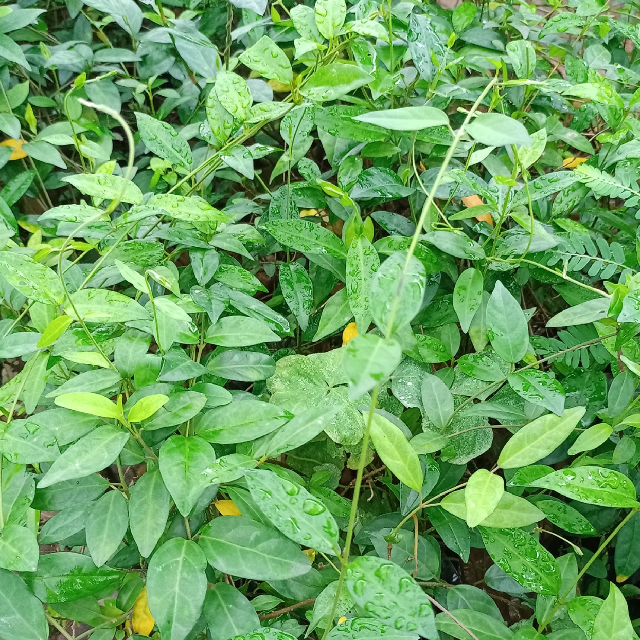 Dây thìa canh hỗ trợ đẩy lui tiểu đường hiệu quả