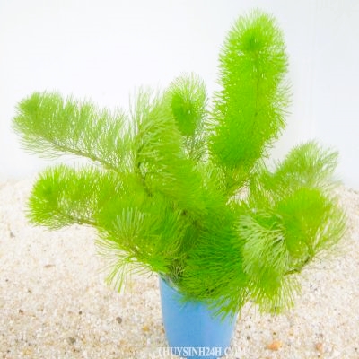 LA HÁN XANH THỦY SINH (10 nhánh)