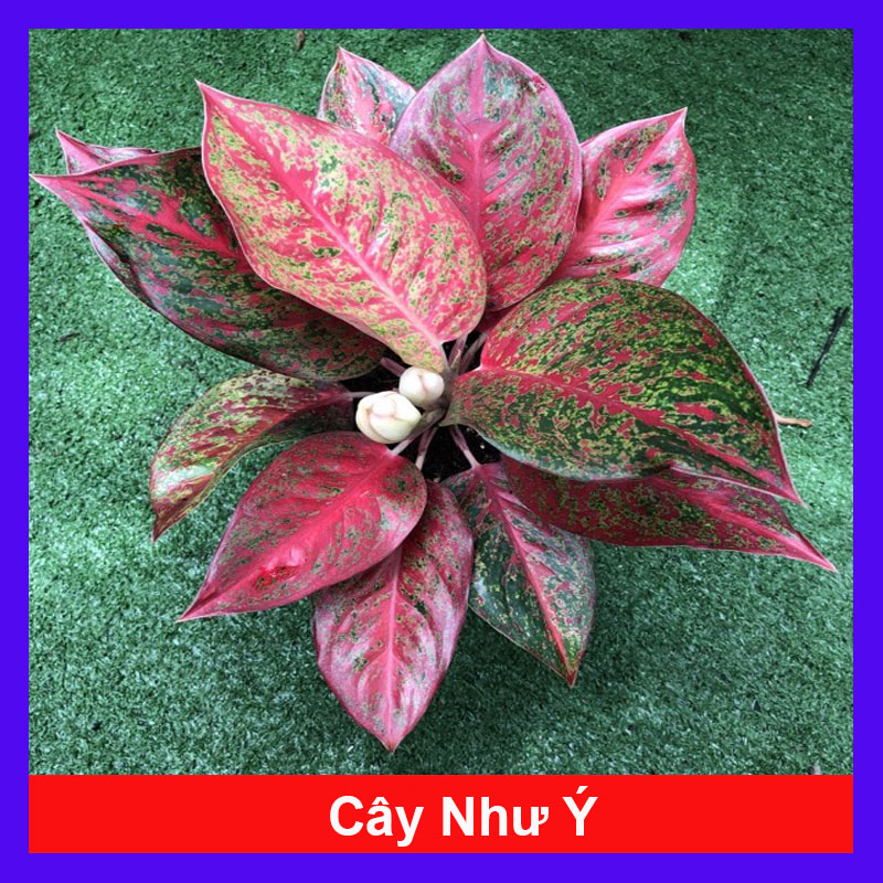 Cây như ý - cây cảnh để bàn