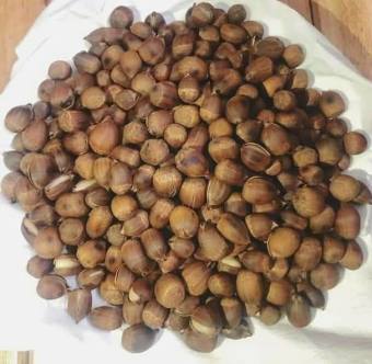 Hạt dẻ rừng Bắc giang hạt nhỏ đi nhặt trong rừng hạt chắc mẩy bổ dưỡng cường dương bổ xung nội tiết tố ăn chay ăn kiêng giảm béo yoga keto Gym Dưỡng sinh Thự dưỡng oshawa mẹ bỉm sữa làm đẹp Viện thẩm mỹ