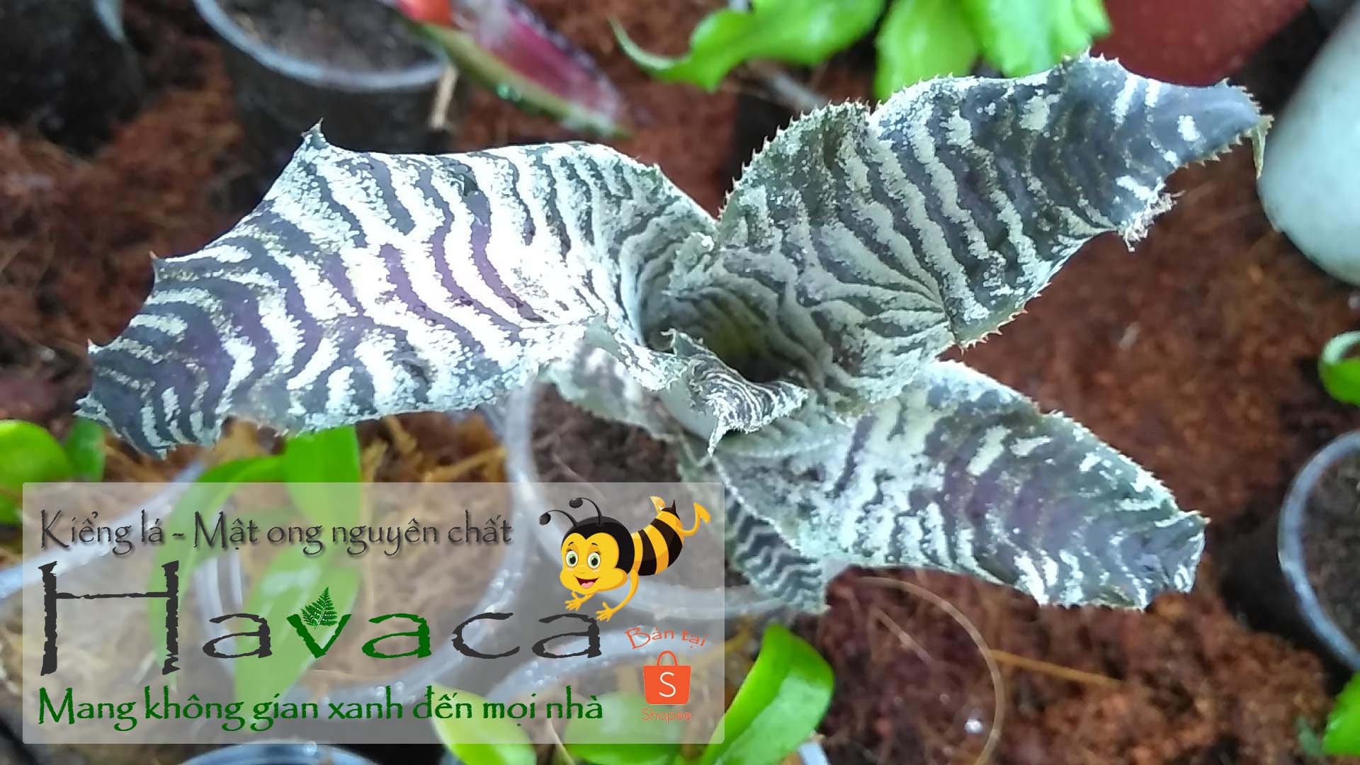 Cây dứa lê phụng cơ - da beo nâu