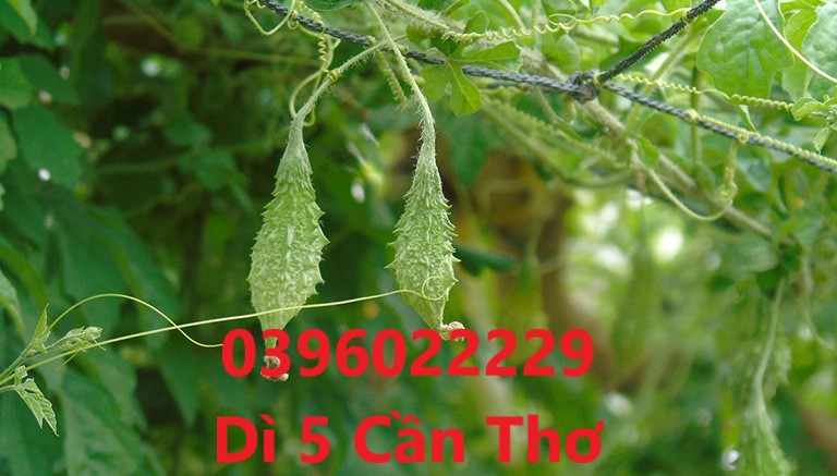 Dây khổ qua rừng 1 ký phơi khô  (nguyên dây) hàng đẹp sạch