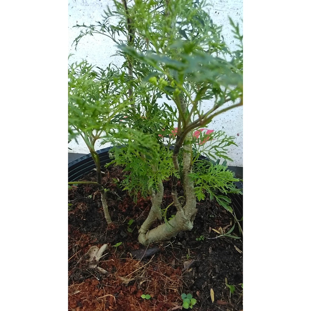 Cây giống đinh hương - Đinh lăng lá nhuyễn