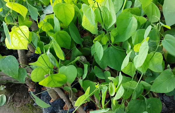 Combo 2 cây rau bò khai giống nông nghiệp