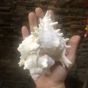 Vỏ ốc gai trắng, vỏ ốc biển, quà lưu niệm cỡ từ thiên 10cm đến 15cm