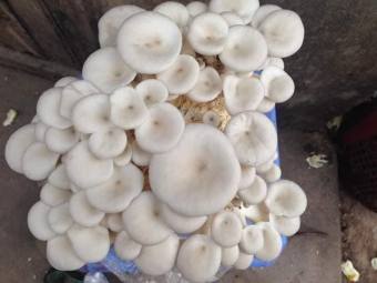 Phôi nấm giống Bào ngư và Sò trắng (01 kiện 03 bào ngư, 03 sò trắng)