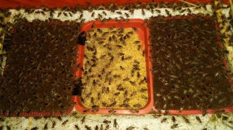 Trứng Dế Thái Vàng:1 ổ