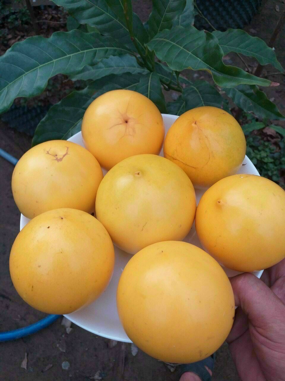 Cây vú sữa hoàng kim, cây giống mới năng suất hiệu quả cao , quả siêu ngon ngọt thơm