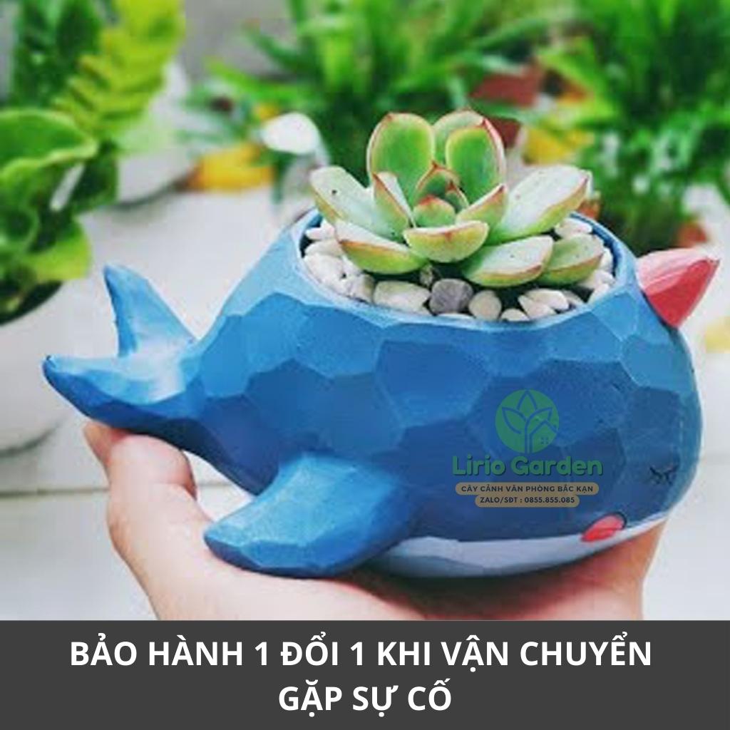 Cây sen đá kèm chậu cá voi xanh