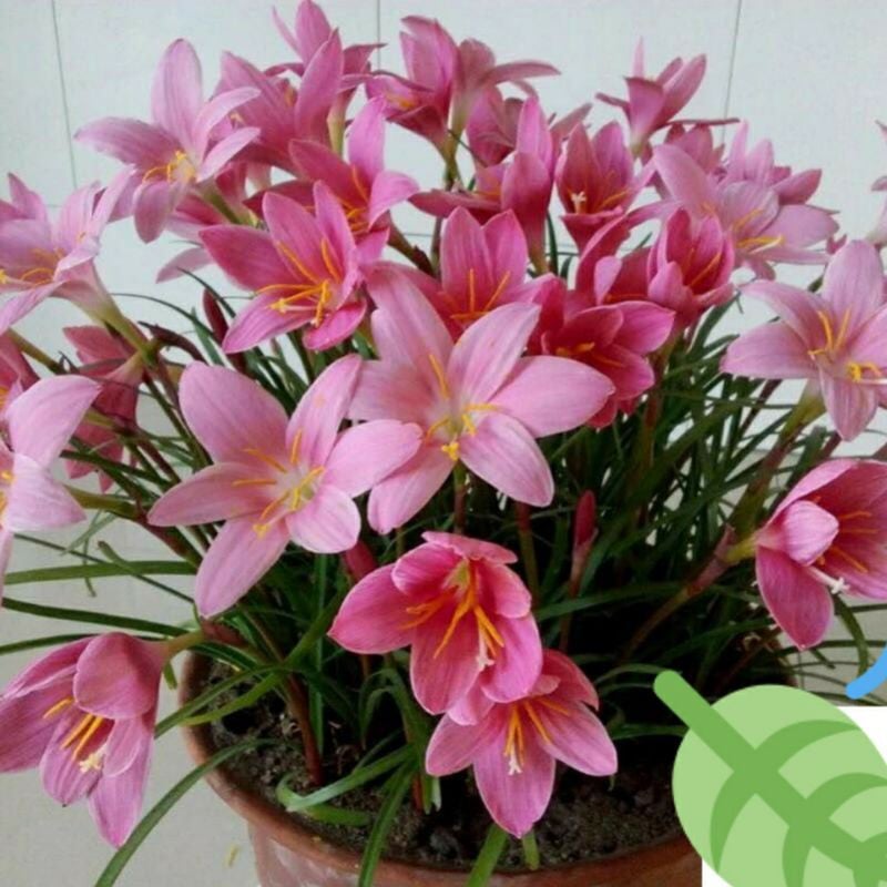 Combo 10 củ giống hoa huệ mưa