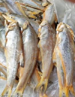 1 Con Khô Cá Lẹp Vàng Đặc Sản Vàng Cà Mau.