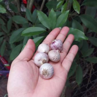 1kg tỏi ta ( sàng sảy sạch sẽ rồi)