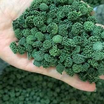 500g nụ tam thất không cuống