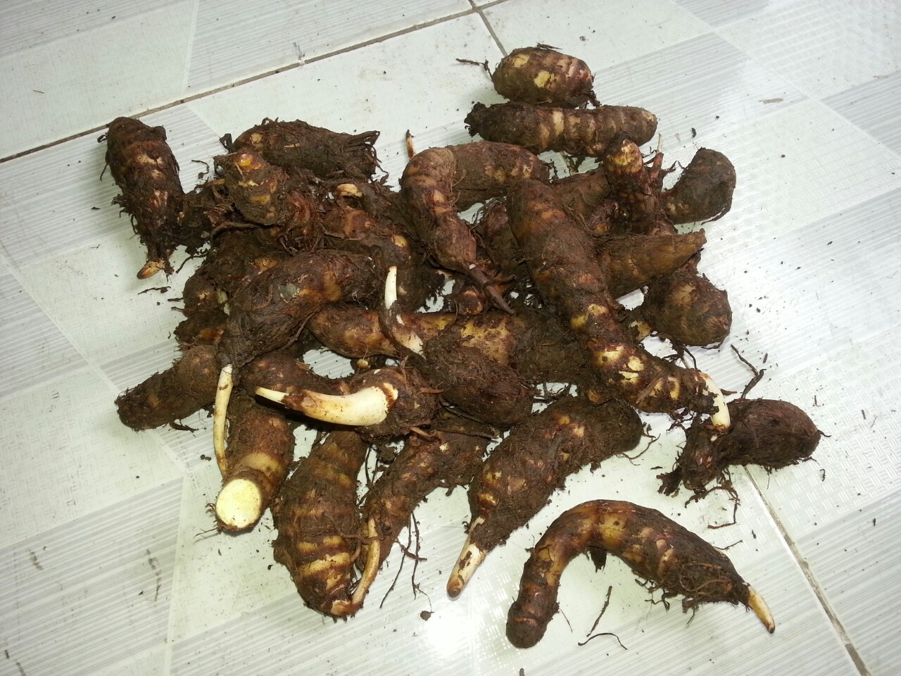 Giống khoai môn sáp ruột vàng - giống khoai môn